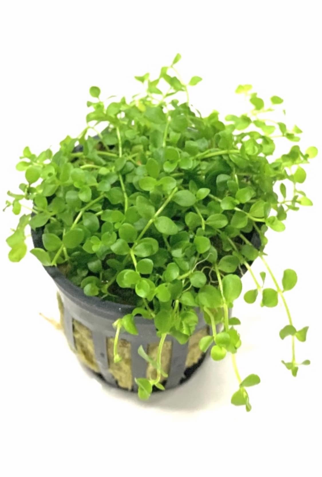3X Micranthemum Monte Carlo Pots - Easy Live Aquarium Plants for Freshwater Fish Tanks, Aquascaping & Low-Tech Planted Aquariums