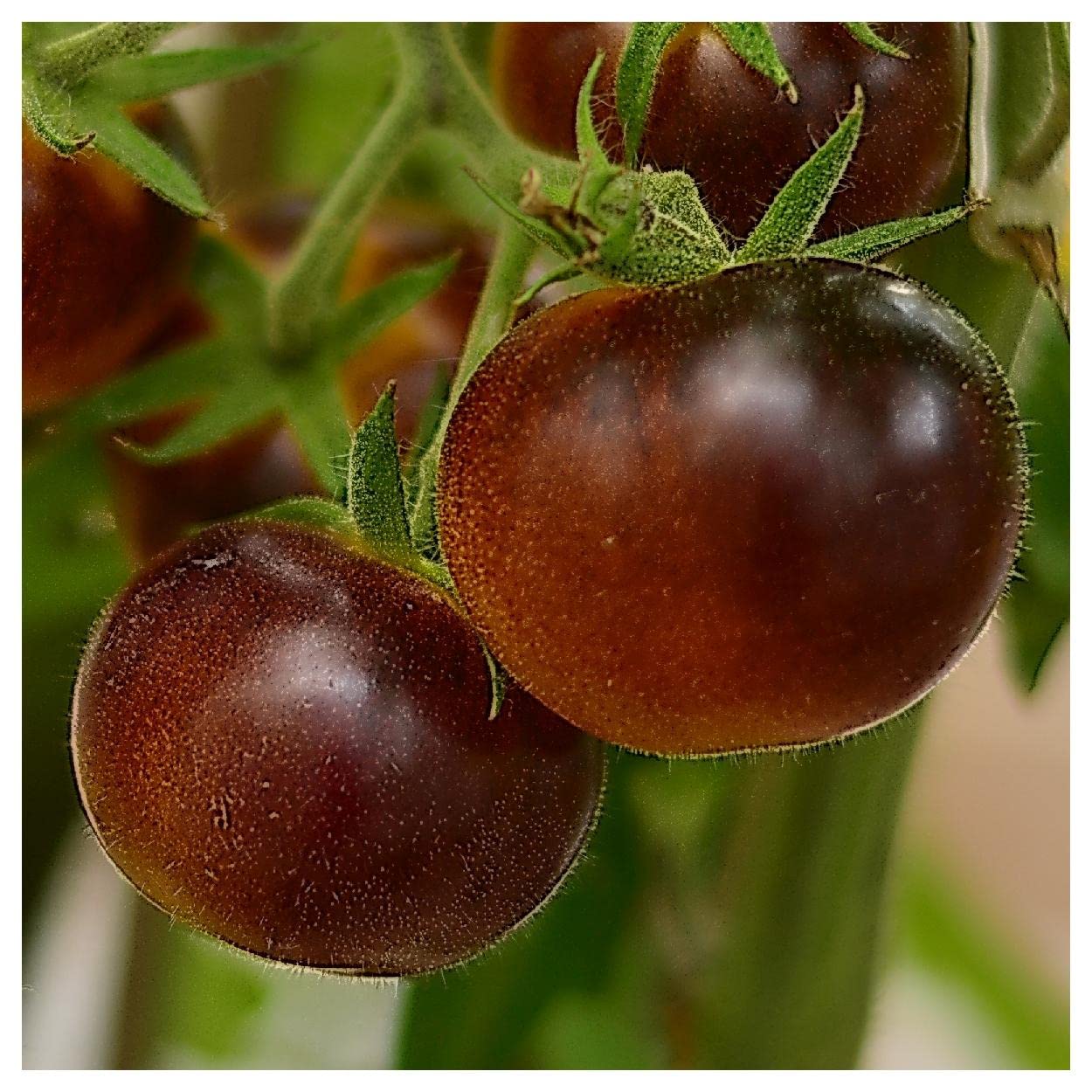 Organic Cherokee Purple Heirloom Tomato Seeds - 1 Oz Gold Vault Packet by Everwilde Farms - Perfect for Home Gardening, Seed Saving & Sustainable Farming