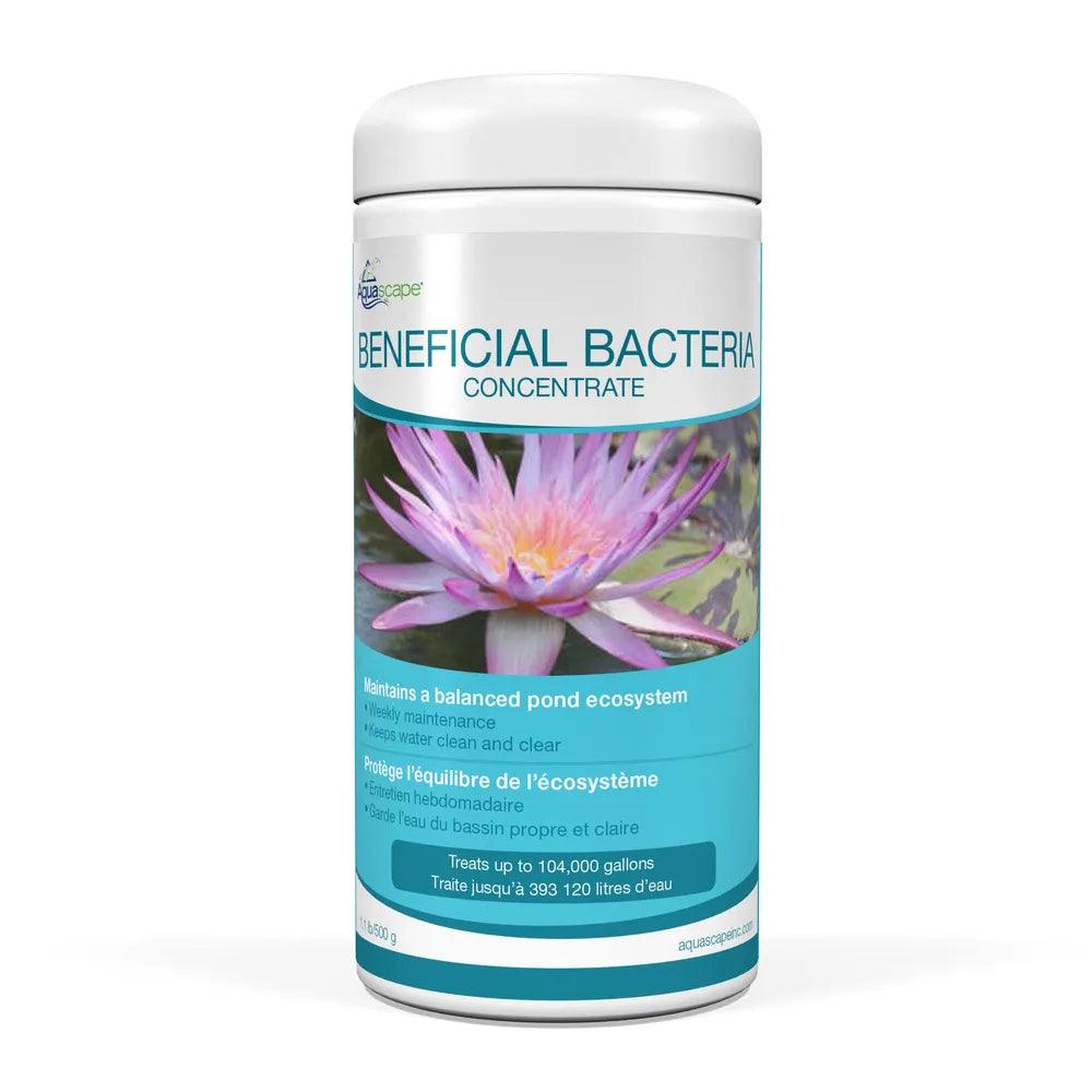 Premium Beneficial Bacteria Concentrate for Aquariums & Ponds - Supports Water Clarity & Fish Health - Ideal for Freshwater & Saltwater Tanks