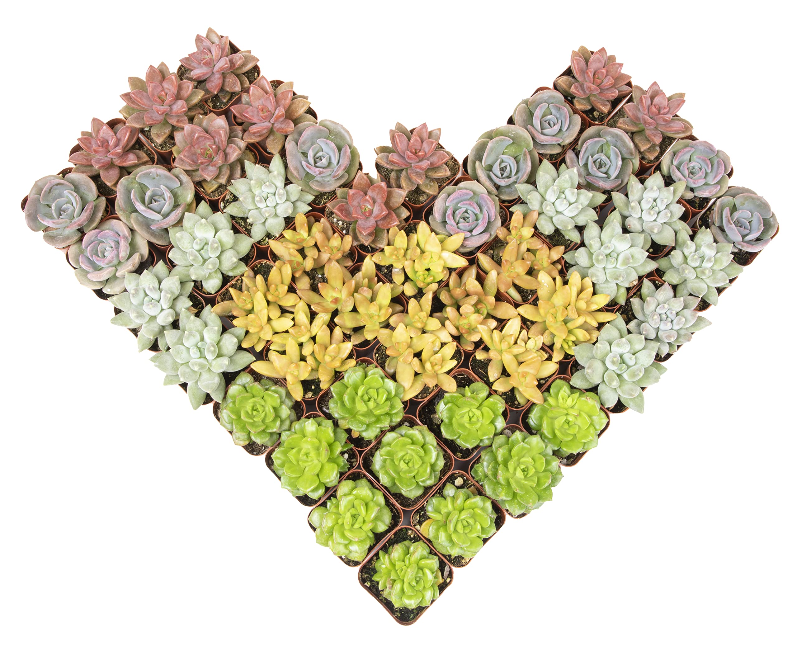 50 Pack Live Succulents Plants - Variety Indoor Houseplants in Nursery Pots | Bulk Succulent Collection for Home Decor, Office Desk, Wedding Favors & Gift Ideas