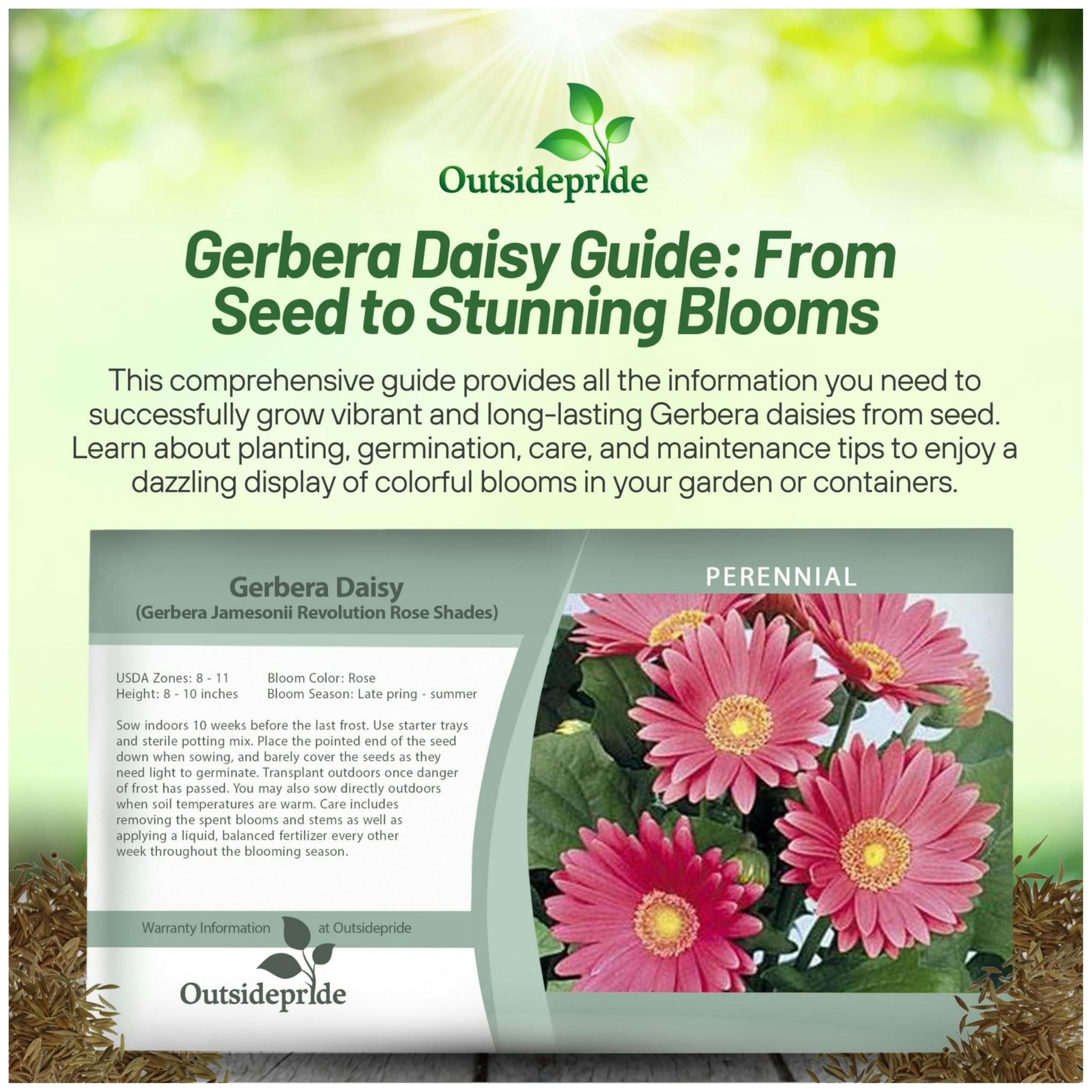 Outsidepride Gerbera Daisy Seeds - 20 Pcs Perennial Flower Seeds with Vibrant Rose-Colored Blooms, Compact & Low Maintenance Plants for Garden Landscaping, Cut Flower Arrangements, and Container Gardening