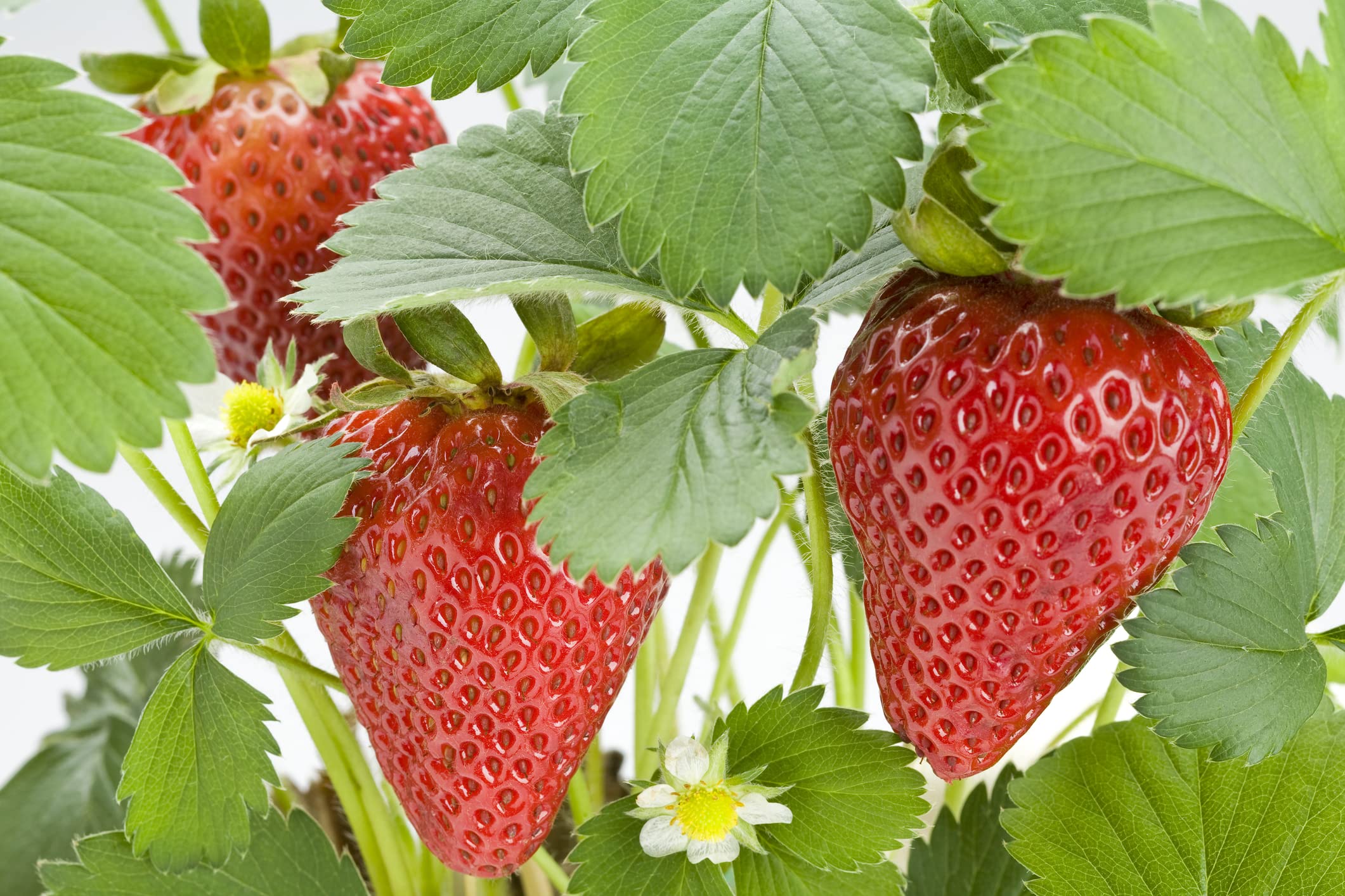 Albion Everbearing Strawberry Plants - 10 Pack, Sweet & Firm Fruit, High Yield, Non-GMO, Perfect for Home Gardens, Patios & Fresh Eating (Cannot Ship to California)