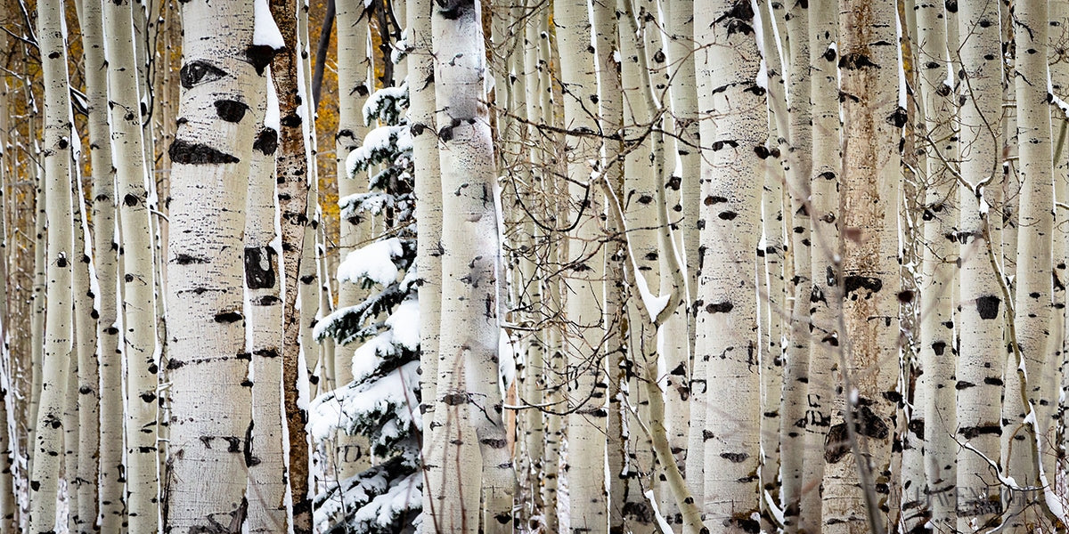 Christmas Around the Corner - Stunning Guardsman Pass Landscape Photo Print - Park City Utah Wall Art - Perfect for Holiday Home Decor & Winter Gift Ideas
