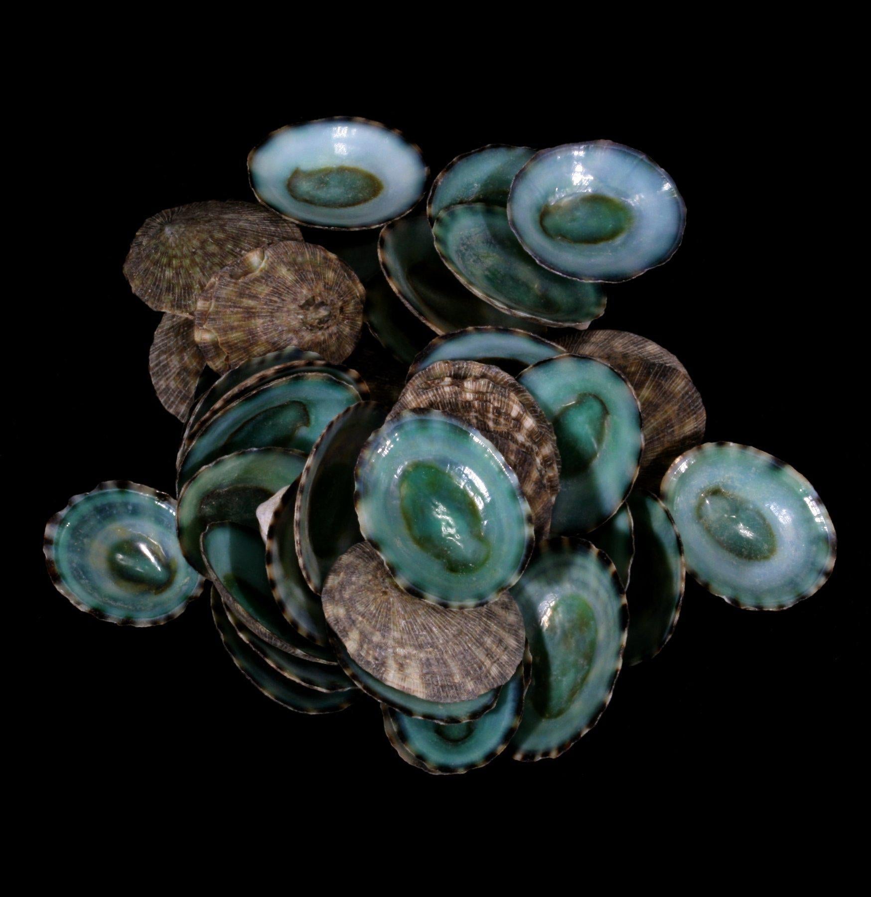 Natural Green Limpet Shells for Beach Decor, Coastal Crafts & Home Accents – Perfect for DIY Projects, Aquariums & Wedding Centerpieces