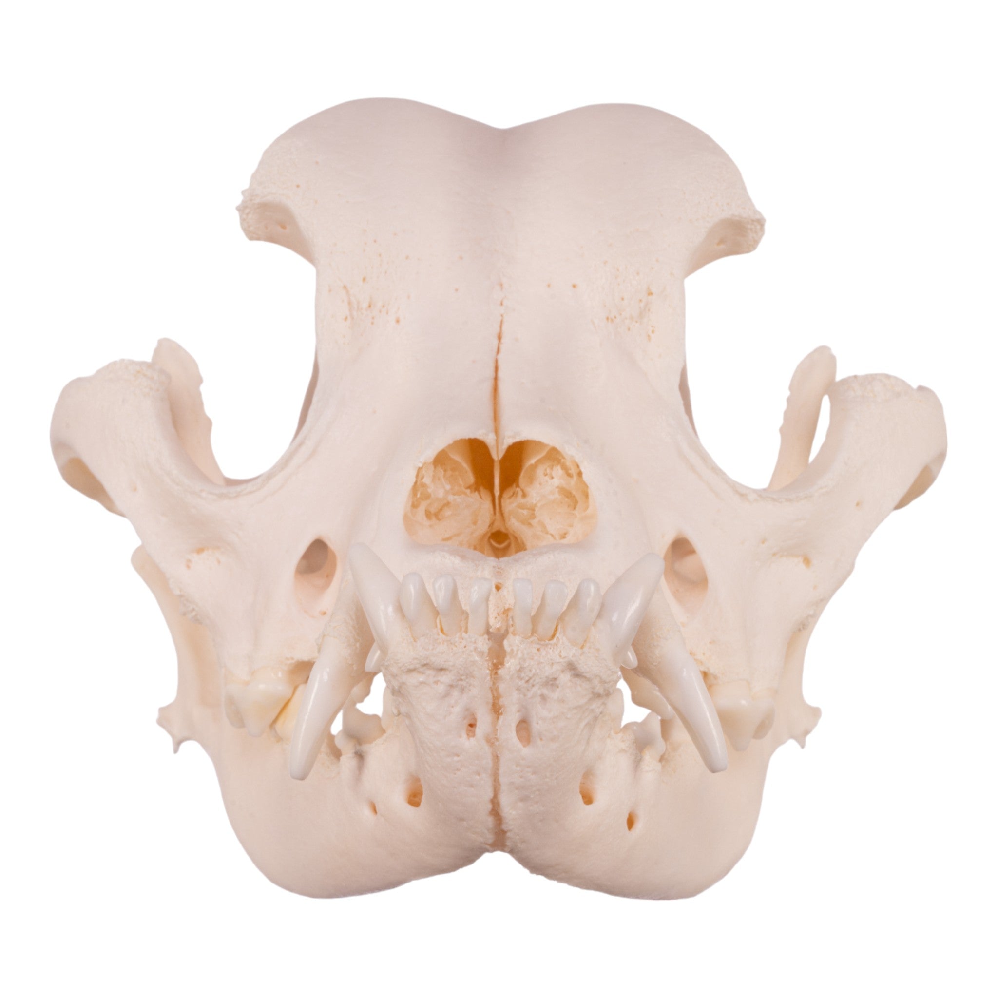 Authentic Boxer Dog Skull - Real Domestic Canine Specimen for Veterinary Study, Taxidermy & Educational Display | Perfect for Halloween Decor, Oddity Collections & Science Classrooms
