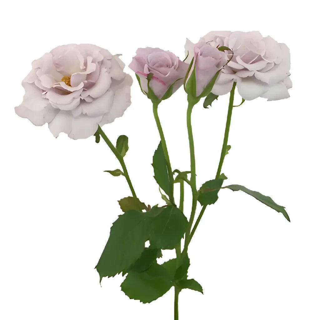 Antique Lavender Spray Roses - 50 Stems Fresh Cut Flowers for Wedding Bouquets, Home Decor, and Floral Arrangements