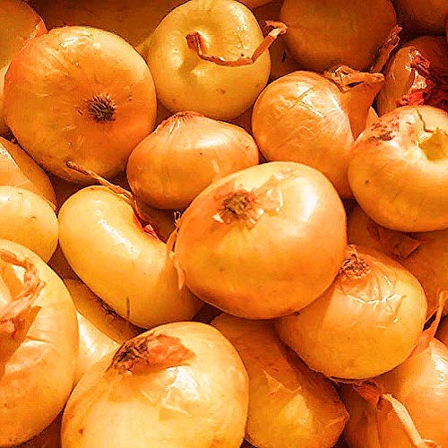 Fresh Kejora Cipollini Onions - 24 oz (1.5 lbs) - Sweet Italian Pearl Onions for Roasting, Grilling & Gourmet Cooking