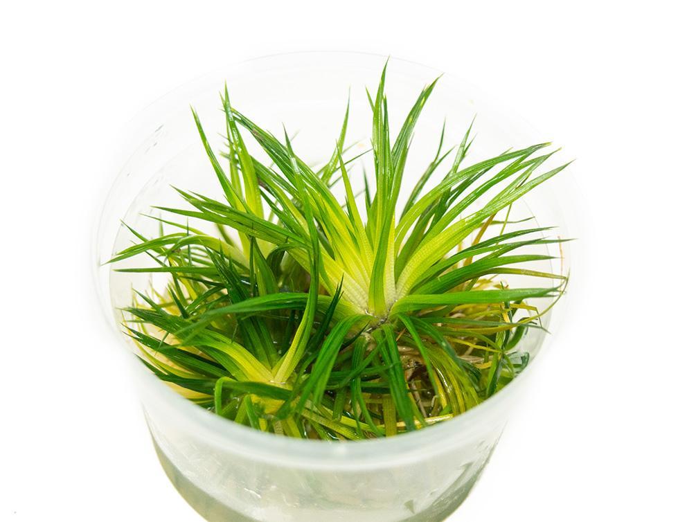 TCulture Eriocaulon 'Polaris' Live Aquatic Plant (TC Cup) - Perfect for Aquascaping, Nano Tanks & Freshwater Aquariums