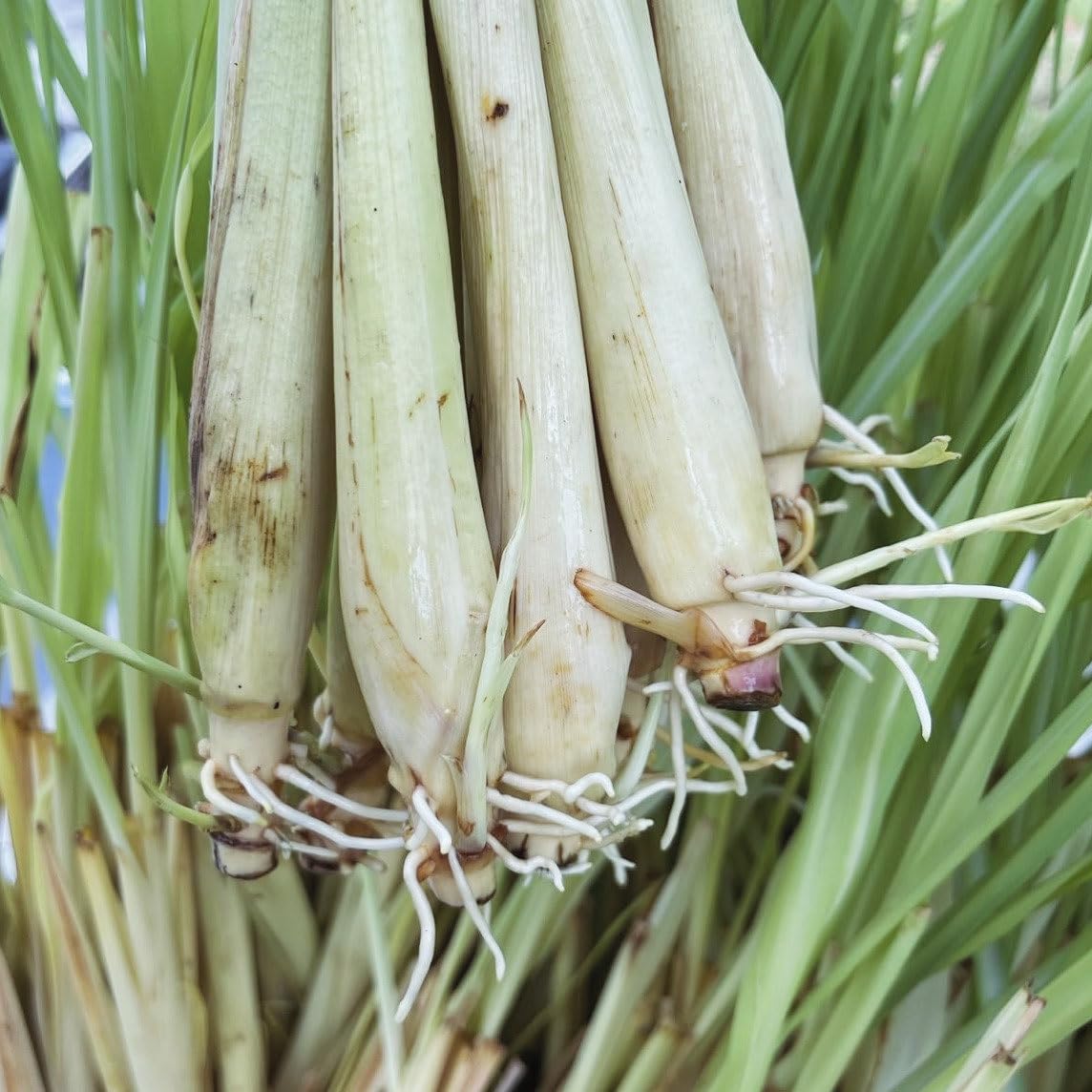 5 Fresh Lemongrass Live Plants - 12 Inch Stalks for Cooking, Tea & Natural Pest Repellent | Indoor Herb Garden & Outdoor Planting