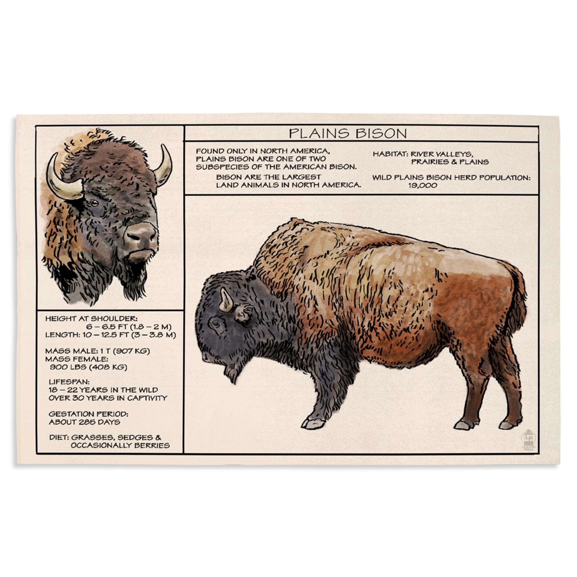 Lantern Press 16x24 Inch Giclee Art Print - Plains Bison Wall Decor | High-Quality Fine Art Reproduction for Living Room, Bedroom & Office