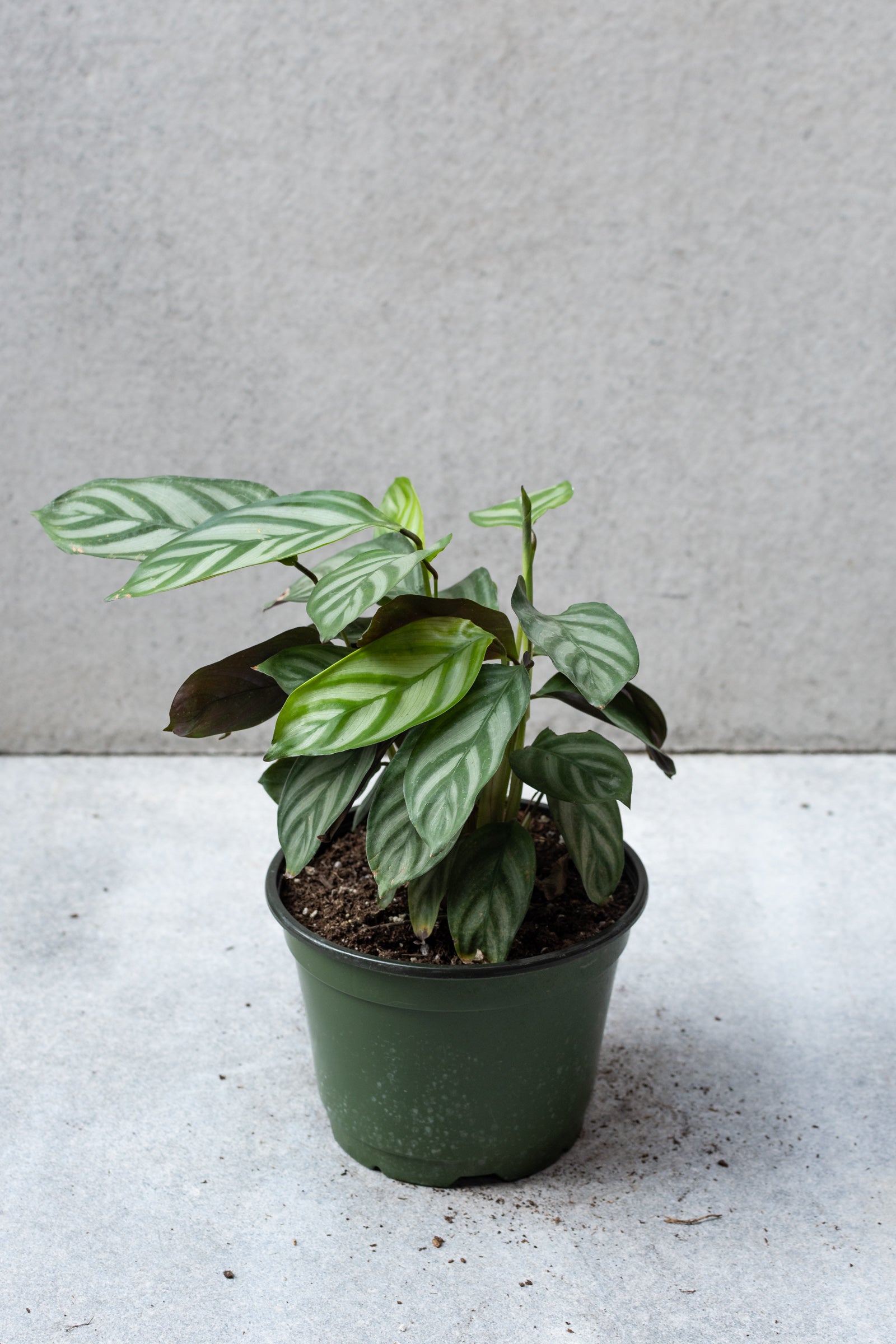 Buy Ctenanthe Oppenheimiana - 6 Inch Live Plant for Home & Office Decor | Indoor Houseplant for Low Light Spaces