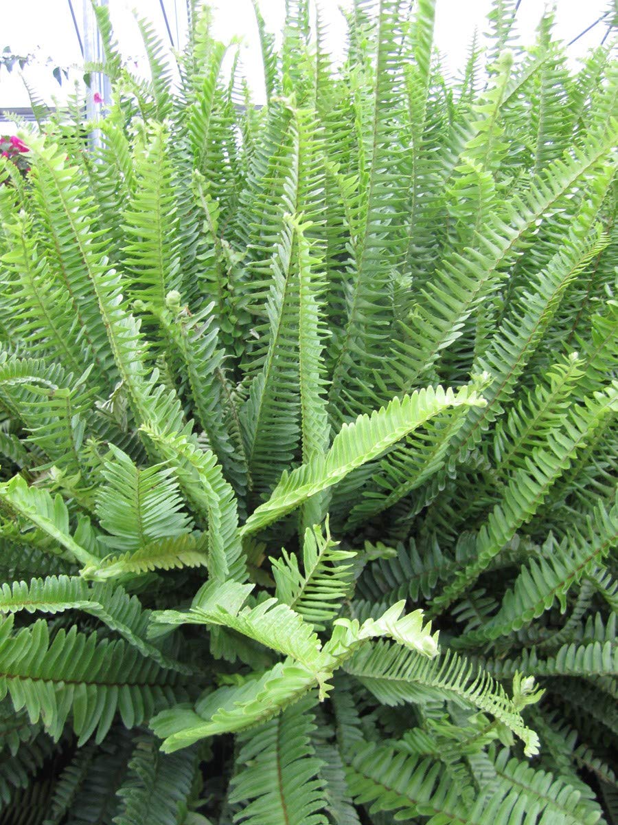 Australian Sword Kimberly Queen Fern - 3 Live Plants in 6 Inch Pots - Nephrolepis Obliterata - Wind Tolerant Herbaceous Fern for Indoor & Outdoor Decor, Landscaping, and Shade Gardens