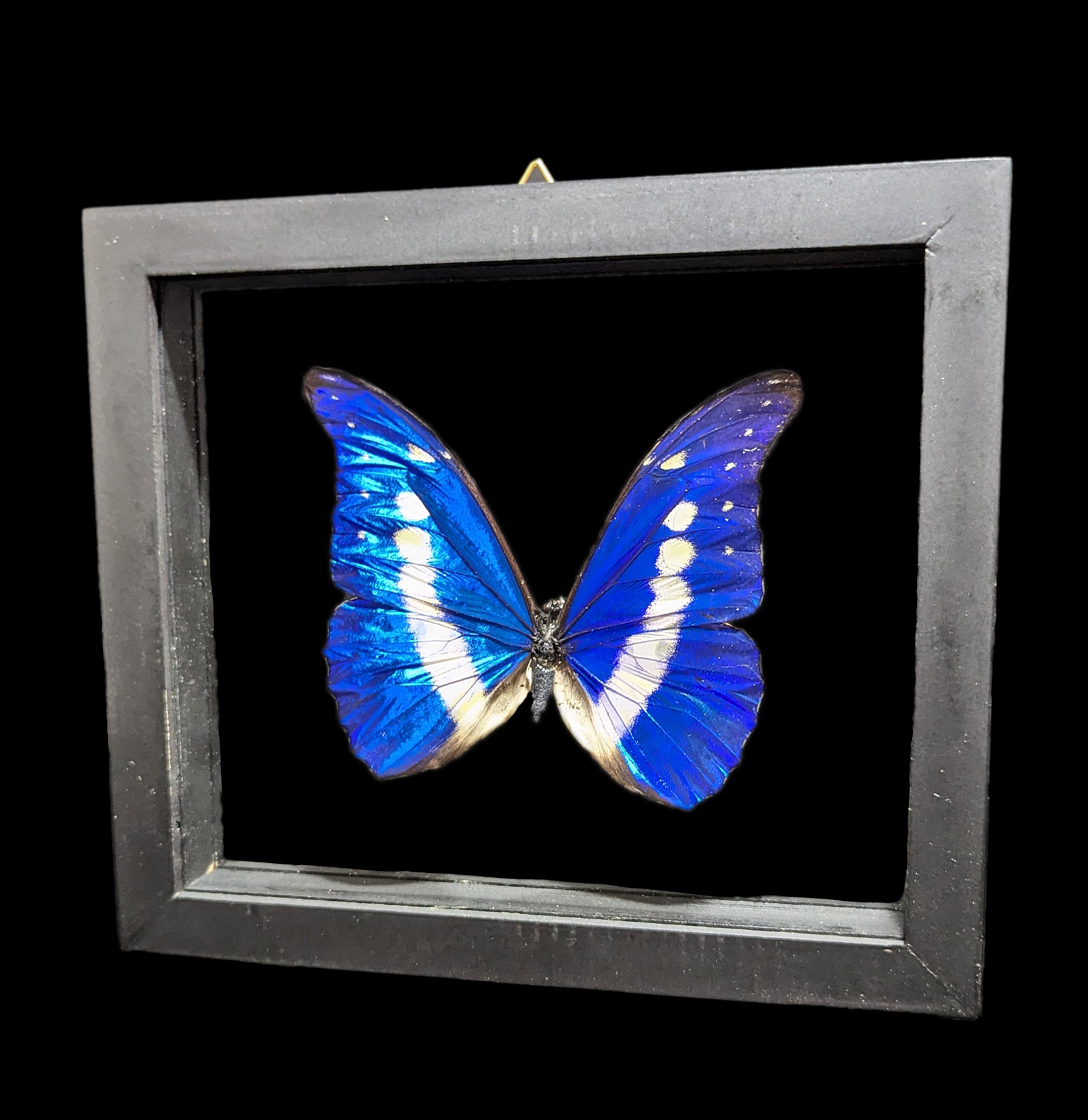 Double Glass Framed Morpho Rhetenor Helena Butterfly - Real Butterfly Specimen Display for Home Decor, Office & Gift Giving
