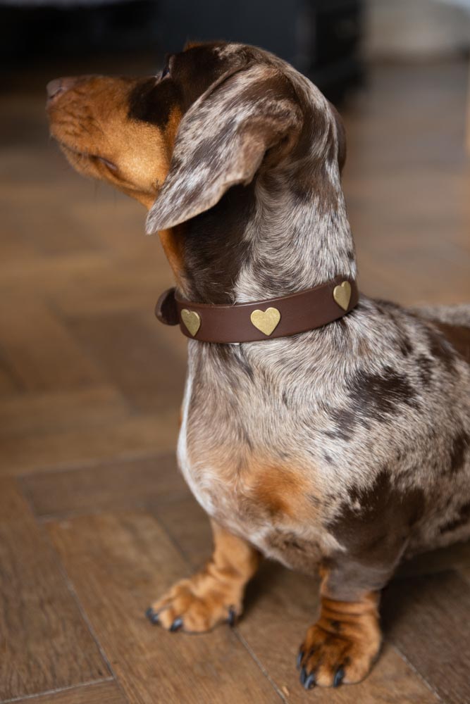 Premium Brown Leather Dog Collar with Heart Decor - Adjustable Sizes (XS-XL) for Small to Large Dogs | Perfect for Walks, Training & Fashion Accessories