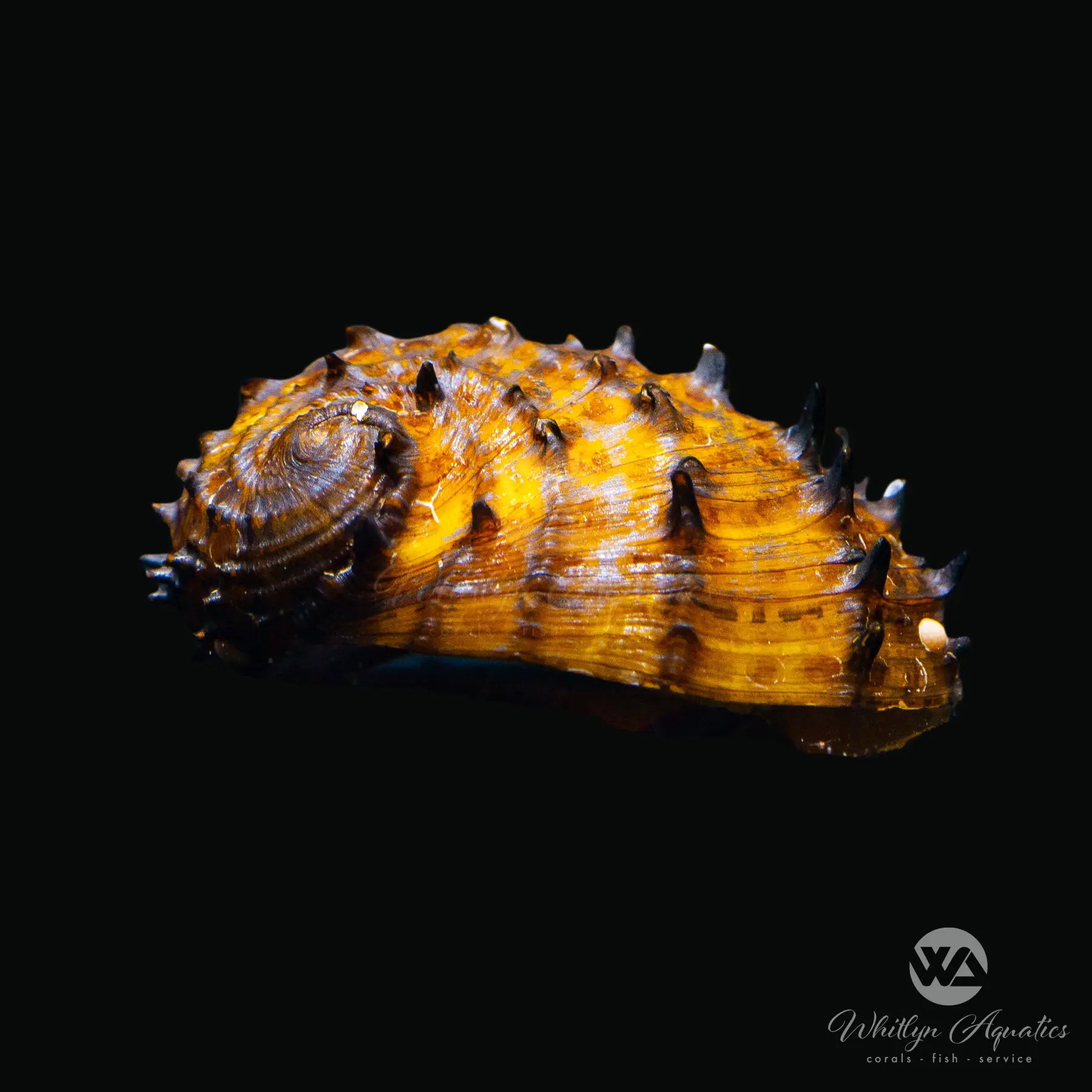 King Koopa Sea Mine Nerite Snail (Neritina juttingae) - Freshwater Aquarium Cleaner for Algae Control | Perfect for Fish Tanks, Planted Aquariums & Aquatic Ecosystems