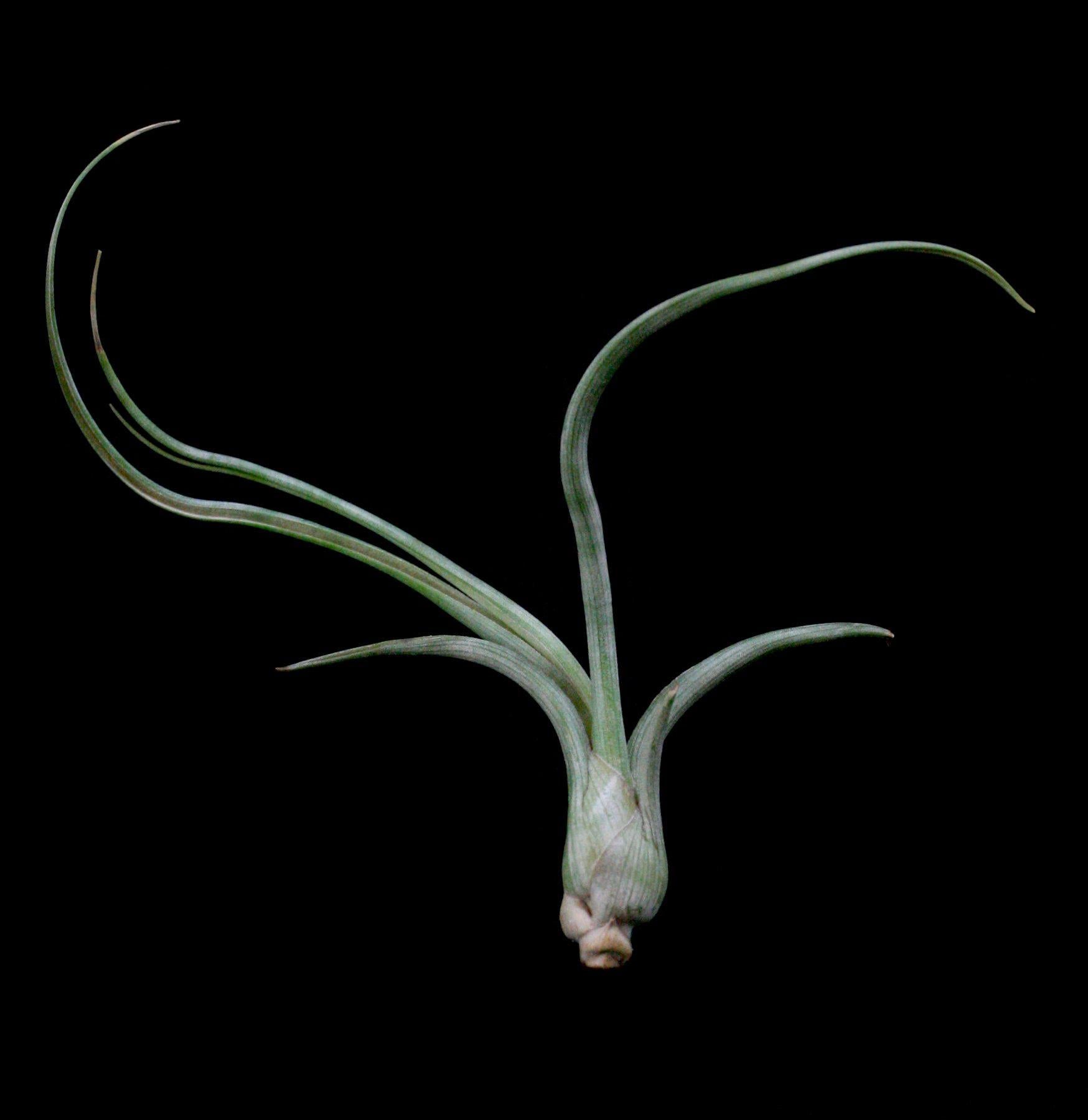 Tillandsia Baileyi Air Plant - Low Maintenance Indoor Houseplant for Terrariums, Home Decor, and Office Spaces