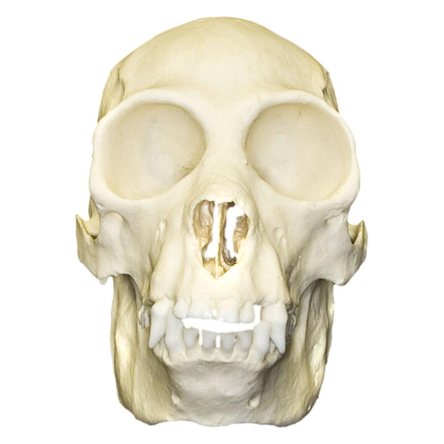 Authentic Replica Black Spider Monkey Skull - Realistic Animal Skull Model for Halloween Decor, Scientific Study, and Gothic Home Decor
