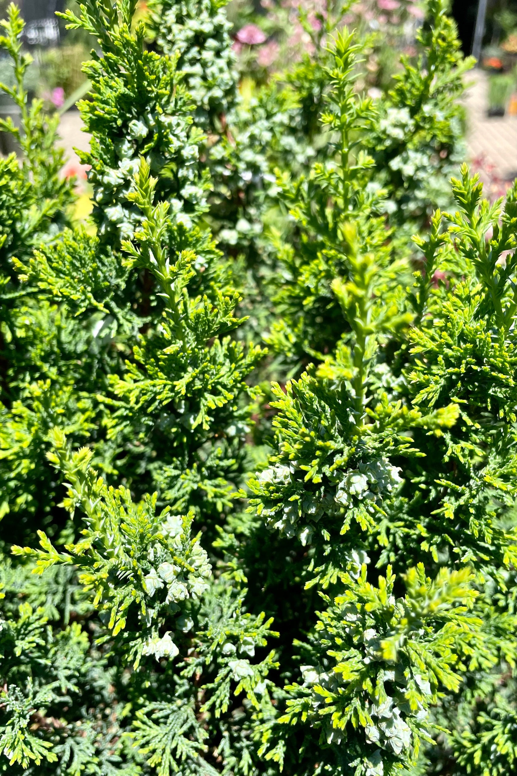 Chamaecyparis thyoides 'Top Point' - 3 Gallon Potted Dwarf Atlantic White Cedar - Perfect for Small Gardens, Rock Gardens & Container Planting