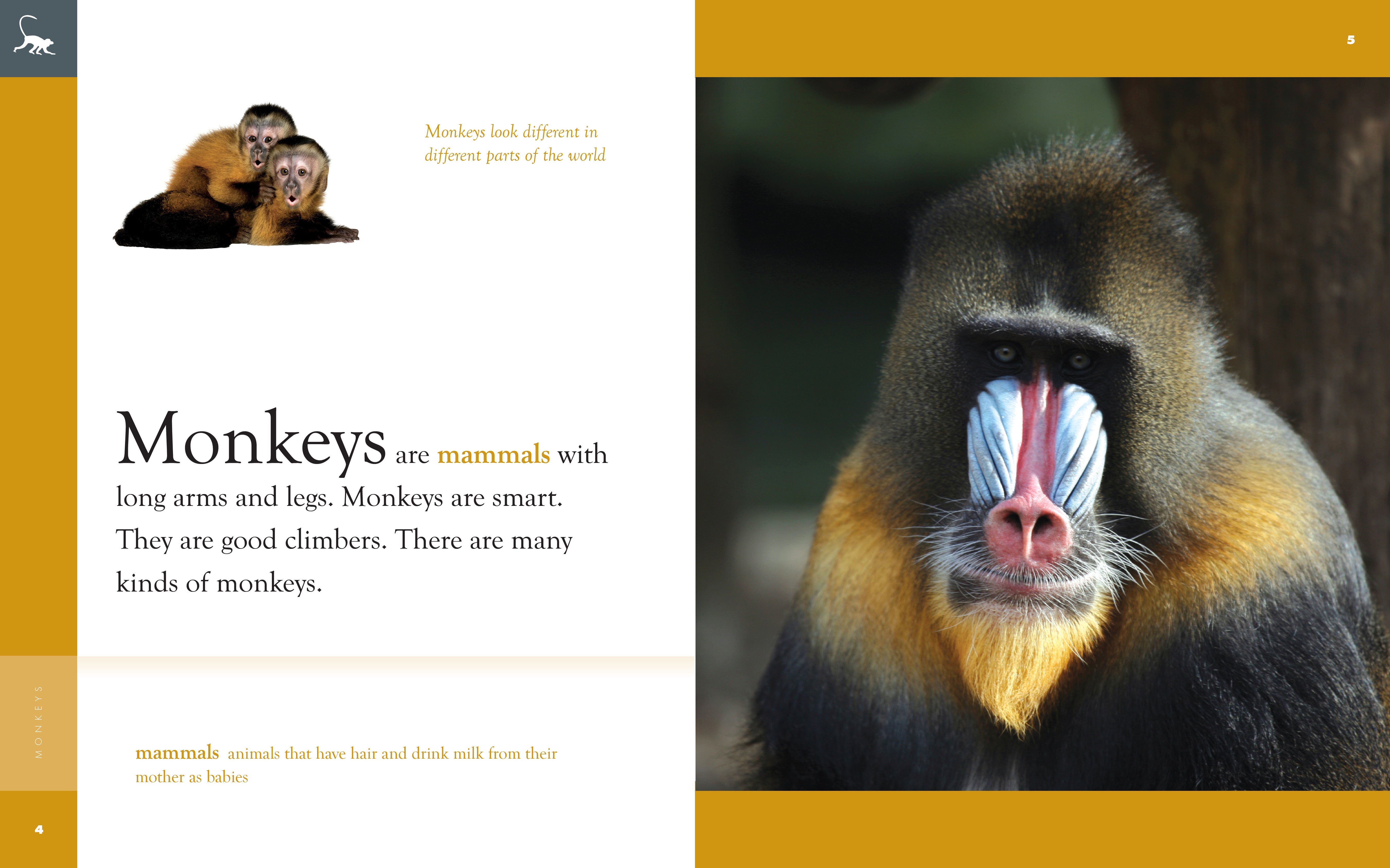 Amazing Animals (2014): Monkeys - Educational Wildlife Documentary for Kids & Nature Lovers - Perfect for Classroom Learning & Family Movie Nights