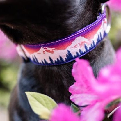 Premium Reflective Dog Collar with Adjustable Buckle - Waterproof & Durable for Small Medium Large Dogs - Perfect for Night Walks, Hiking & Outdoor Adventures
