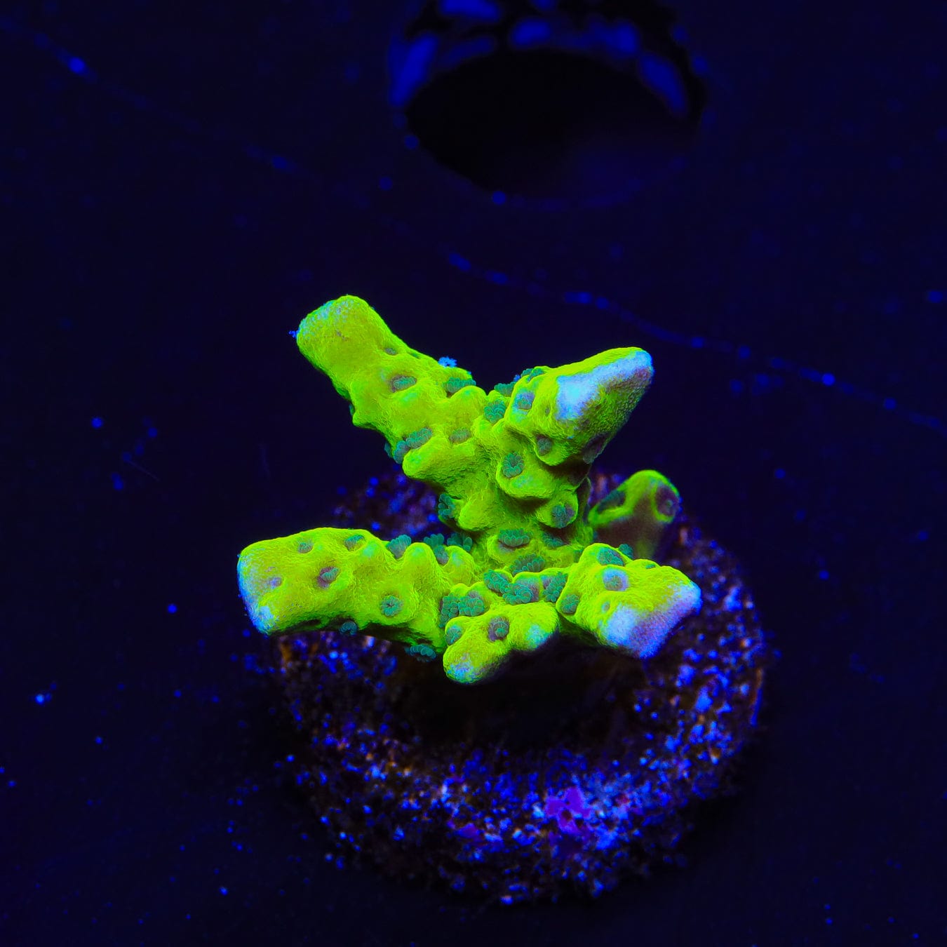 Premium CB The Thing Anacropora Coral - Live Saltwater Aquarium Coral for Reef Tanks, Nano Tanks & Coral Frag Racks | Perfect for Beginners & Advanced Hobbyists