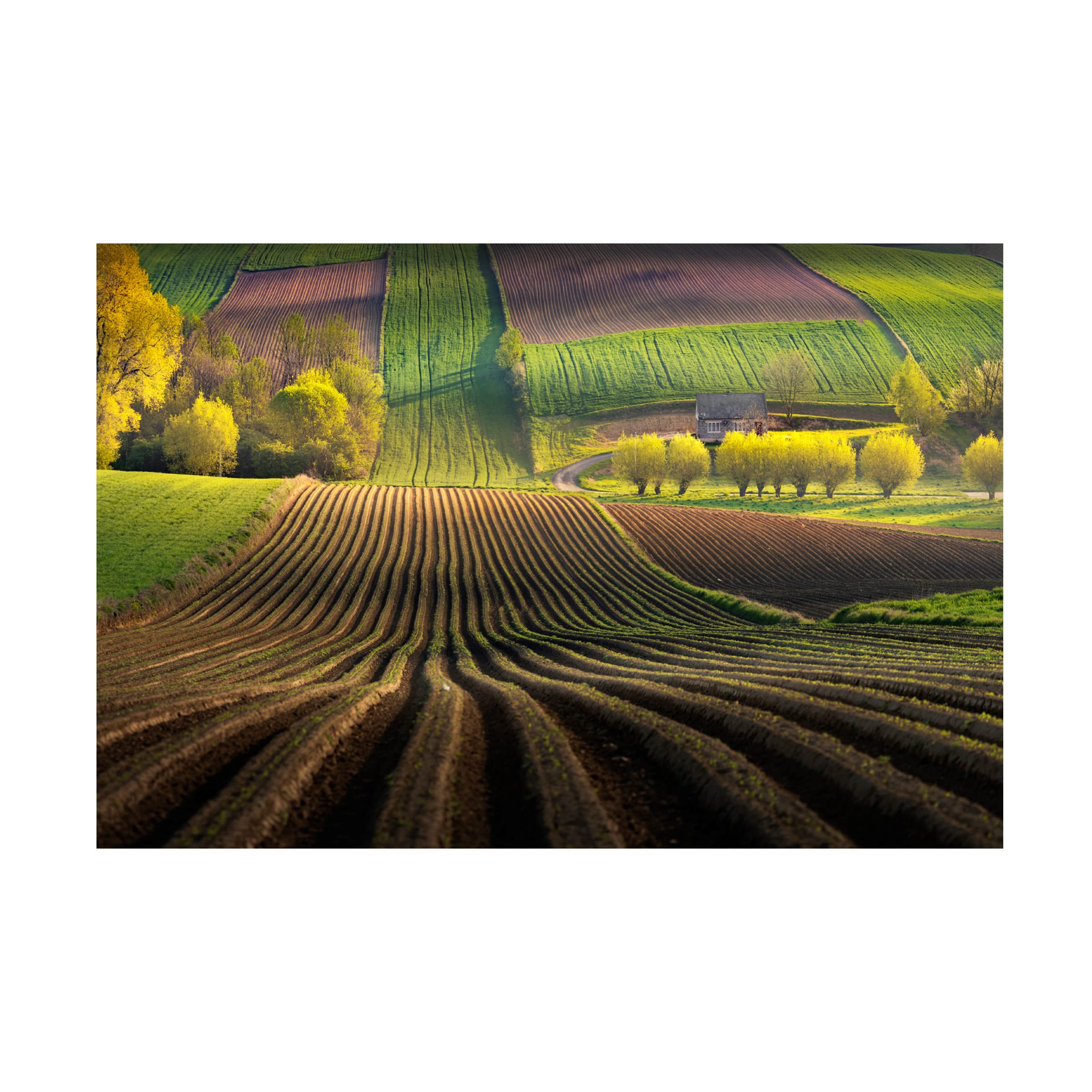 Trademark Fine Art 'Shape' Canvas Art by Karol Nienartowicz - Abstract Wall Decor for Living Room, Bedroom & Office - Modern Home & Office Decoration