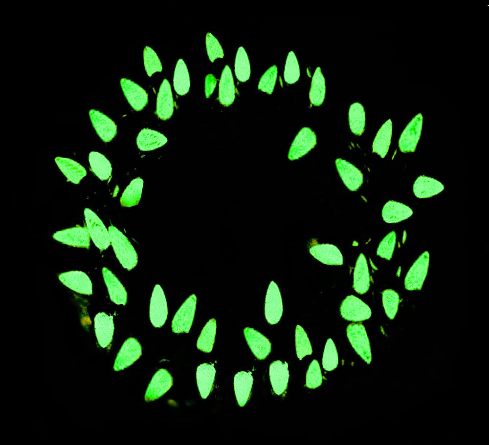 Borita 18Ft 50 LED C3 Strawberry Mini Bulbs Christmas Lights - Green String Lights for Indoor Outdoor Holiday Decor, Patio, Garden, Home, Kitchen, Office, Xmas Tree - Perfect for Halloween, Christmas & Mood Lighting