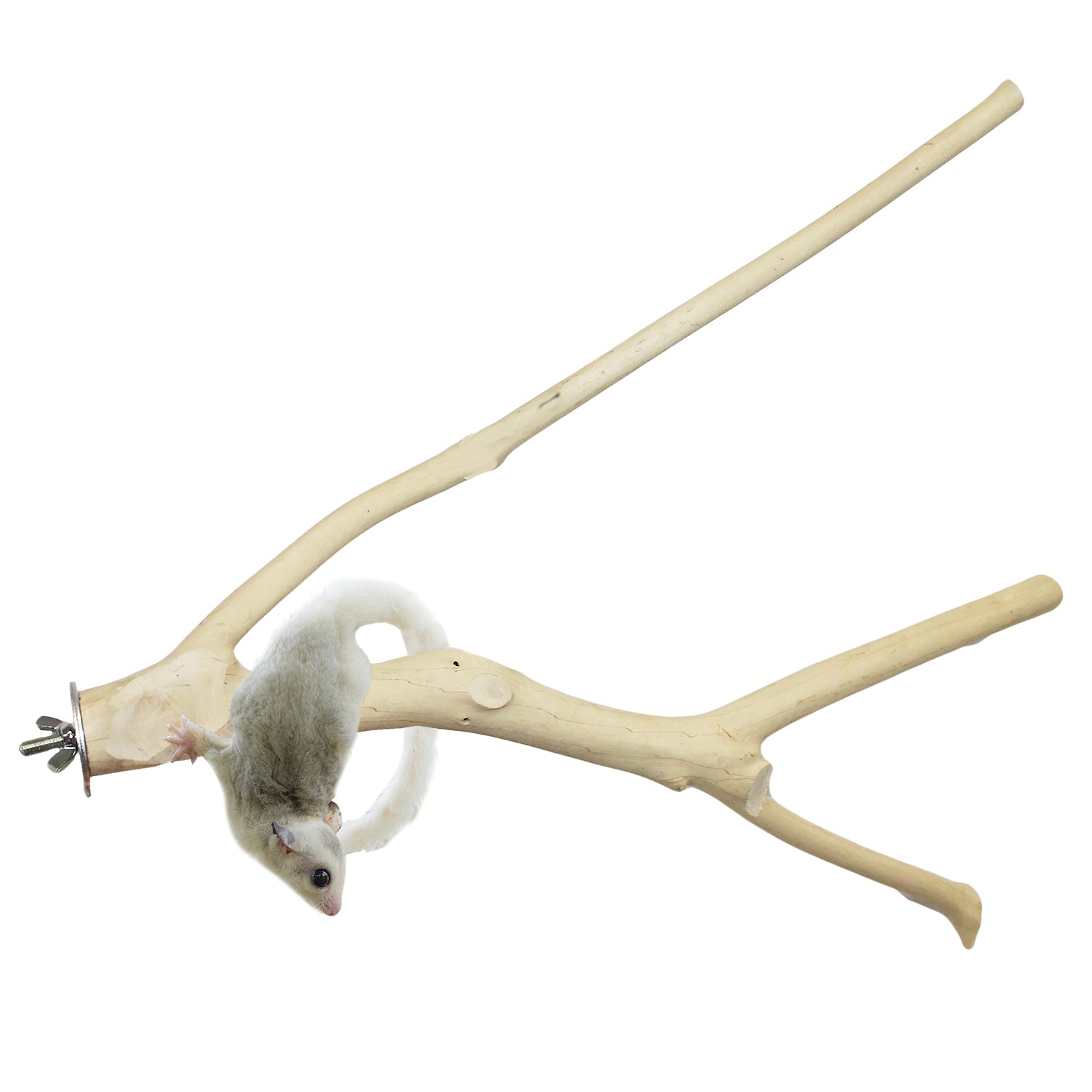 Multi Branch Perch for Birds - Natural Wood Bird Perch Stand with Multiple Branches - Perfect for Parrots, Cockatiels & Small Birds - Cage & Play Gym Accessory