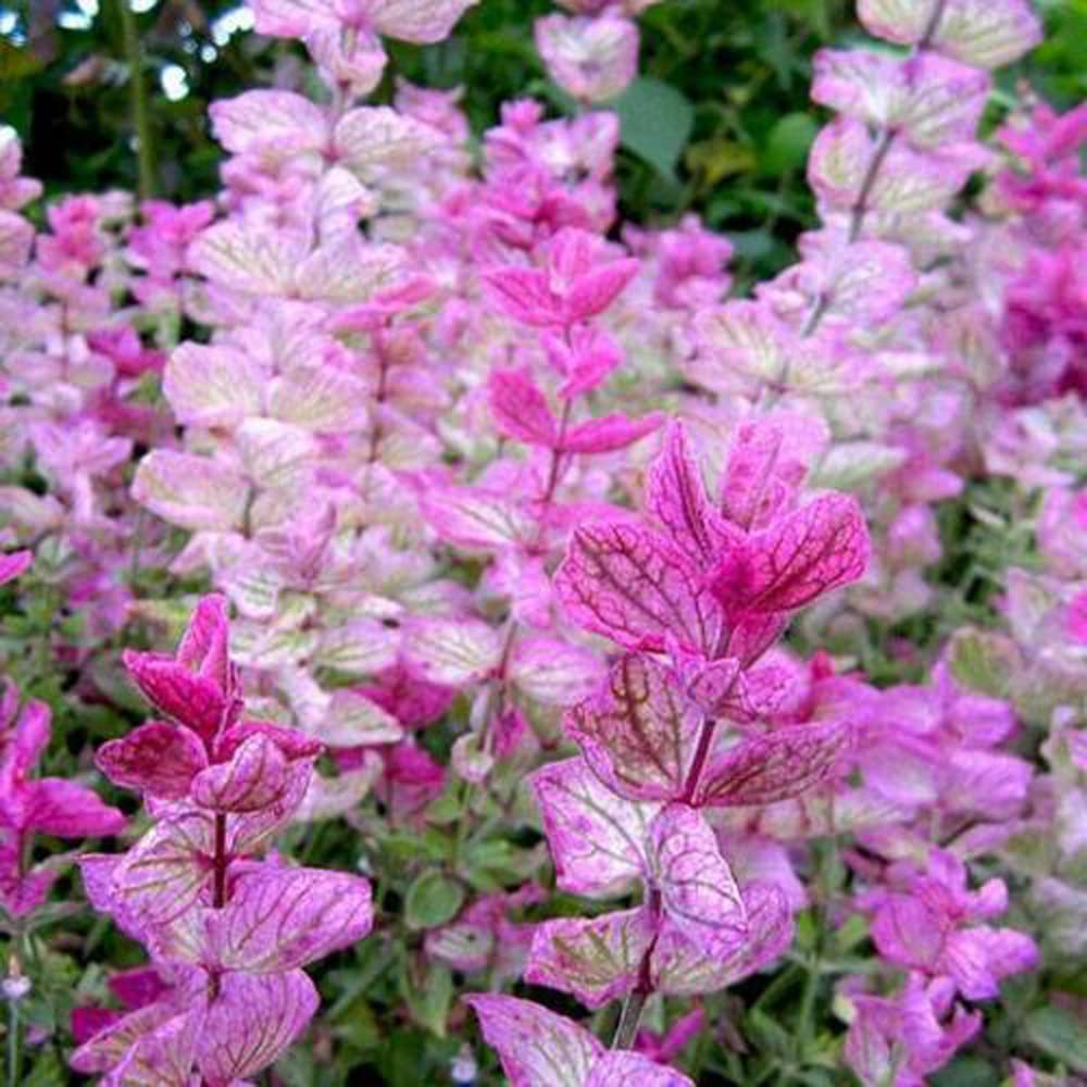 Clary Sage Pink Sundae (Salvia sclarea) - 100 Non-GMO Seeds for Attracting Birds & Butterflies | Pollinator-Friendly Garden Flowers for Borders & Cottage Gardens