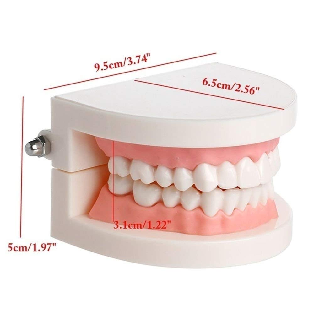 Human Dental Teeth Model for Oral Structure Teaching & Orthodontic Demonstration - Educational Tooth Model for Students, Kids, Adults & Dentists - Perfect for Classroom, Dental Office & Home Study (B0966FXBKN)
