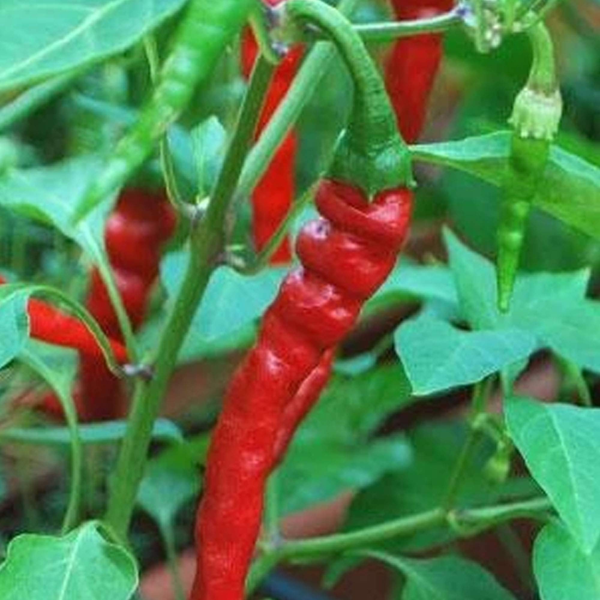 Organic Cayenne Long Red Thin Pepper Seeds - 1 OZ Bulk (~3,360 Seeds) | Non-GMO, Open Pollinated, Heirloom Hot Pepper Seeds for Gardening | Perfect for Home Gardens, Spicy Cooking & DIY Hot Sauce
