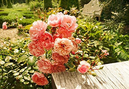 20x30 Inch Laminated Pink Roses Poster - Vibrant Floral Wall Art for Home Decor, Perfect for Living Room, Bedroom & Office - Fits Standard Frames