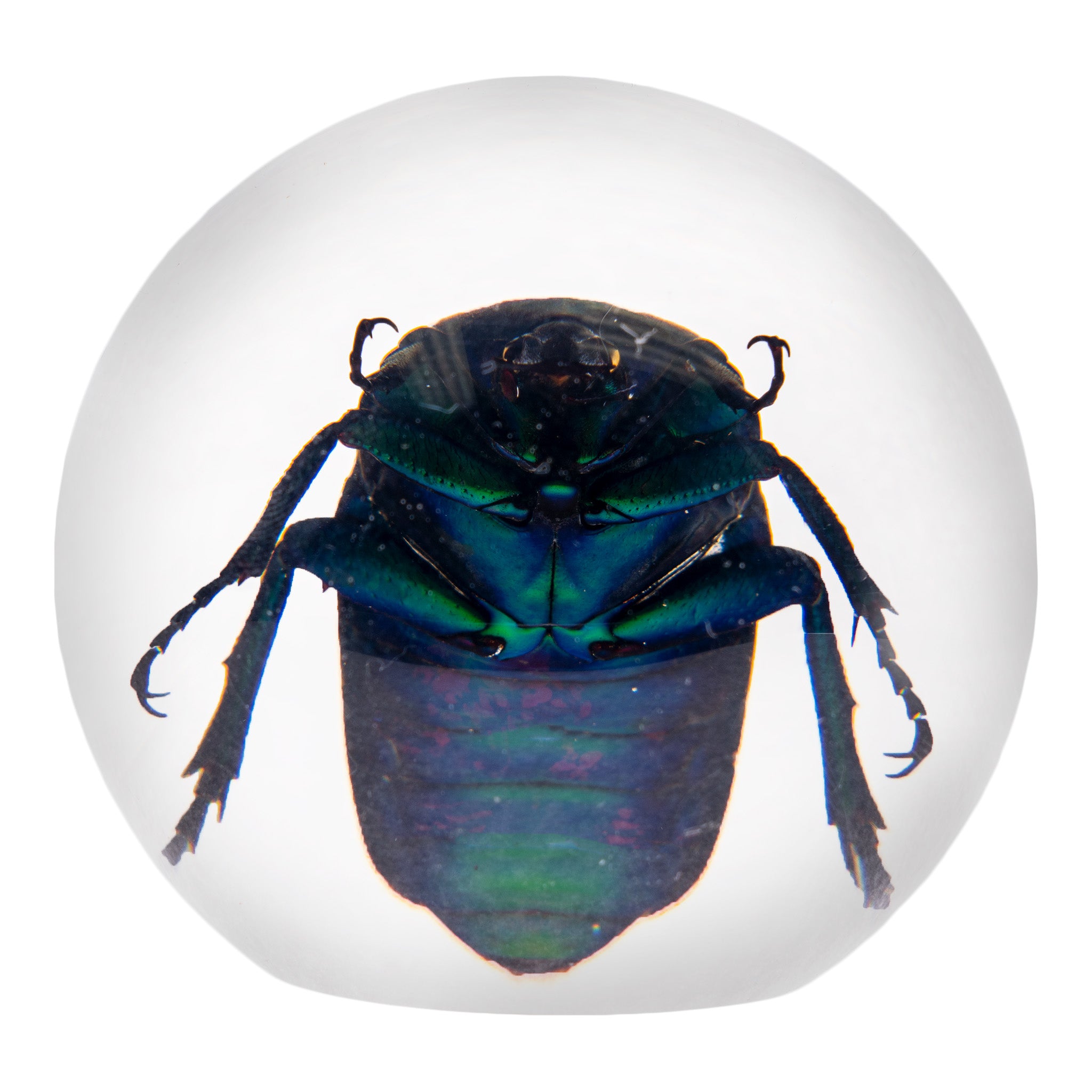 Real Green Chafer Beetle Encased in Acrylic Sphere - Unique Insect Paperweight for Desk Decor, Science Display & Nature Lovers Gift