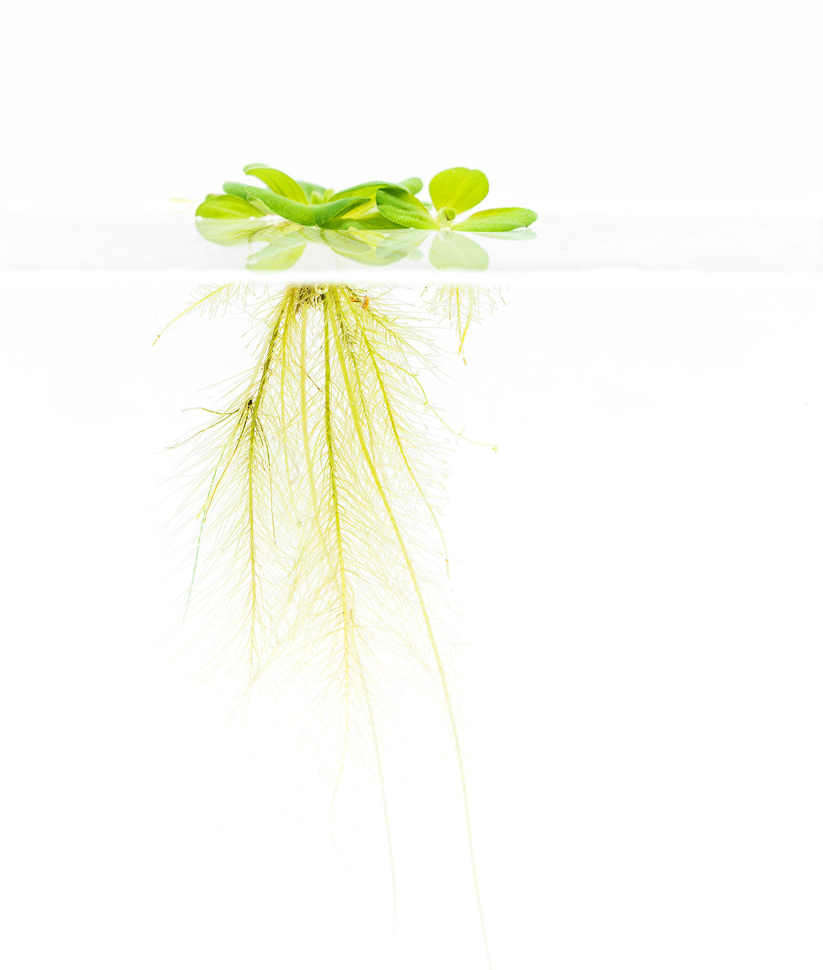 Pistia Stratiotes (Water Lettuce) - Floating Aquatic Plant for Ponds, Aquariums & Water Gardens | Natural Water Purifier & Fish Habitat