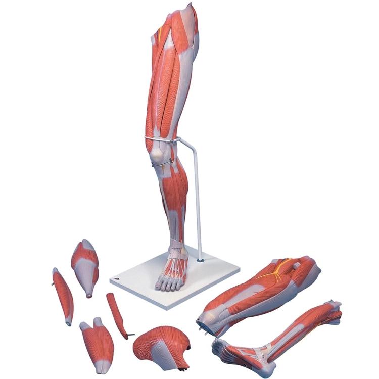 Premium Life-Size 7-Piece Deluxe Muscle Leg Anatomy Model – Ideal for Medical Students, Physical Therapists & Anatomy Education