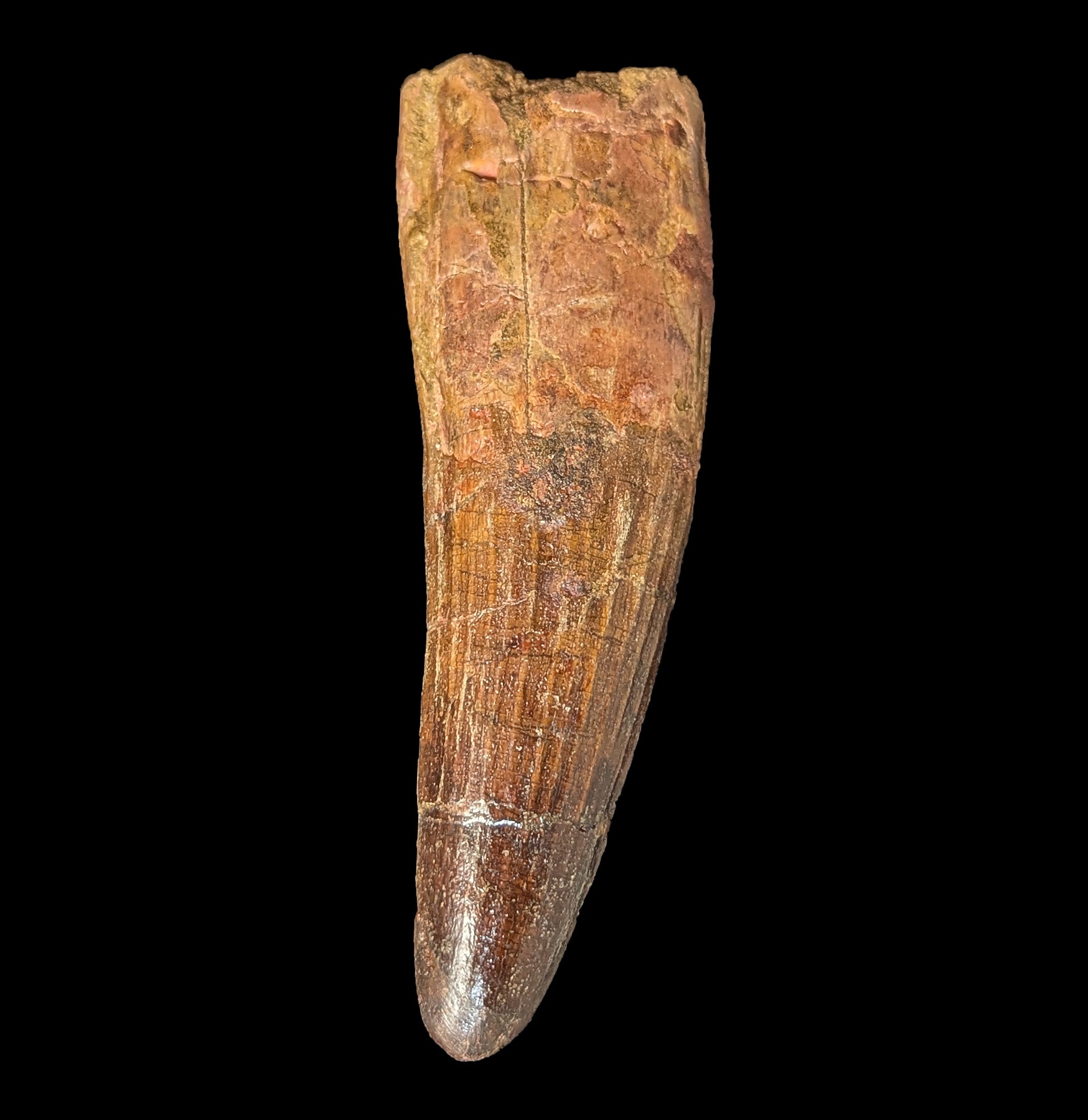 Authentic Spinosaurus Dinosaur Tooth Fossil Specimen - Real Prehistoric Dinosaur Teeth Collection for Paleontology Enthusiasts & Home Decor - Perfect for Science Classrooms, Museum Displays & Dinosaur-Themed Room Decor