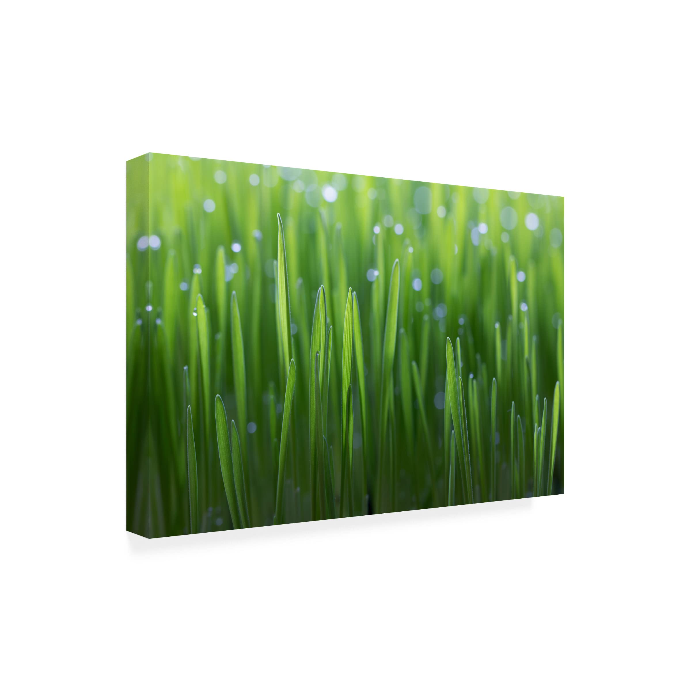 Peter Krenek Wheat Canvas Art Print - Modern Farmhouse Wall Decor for Living Room, Bedroom & Office - High Quality Trademark Fine Art