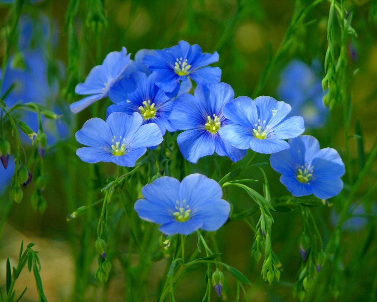Flax Blue Garden Flower Seeds - Bulk 30,000 Seeds by Seed Kingdom | Perfect for Landscaping, Wildflower Meadows & Cottage Gardens