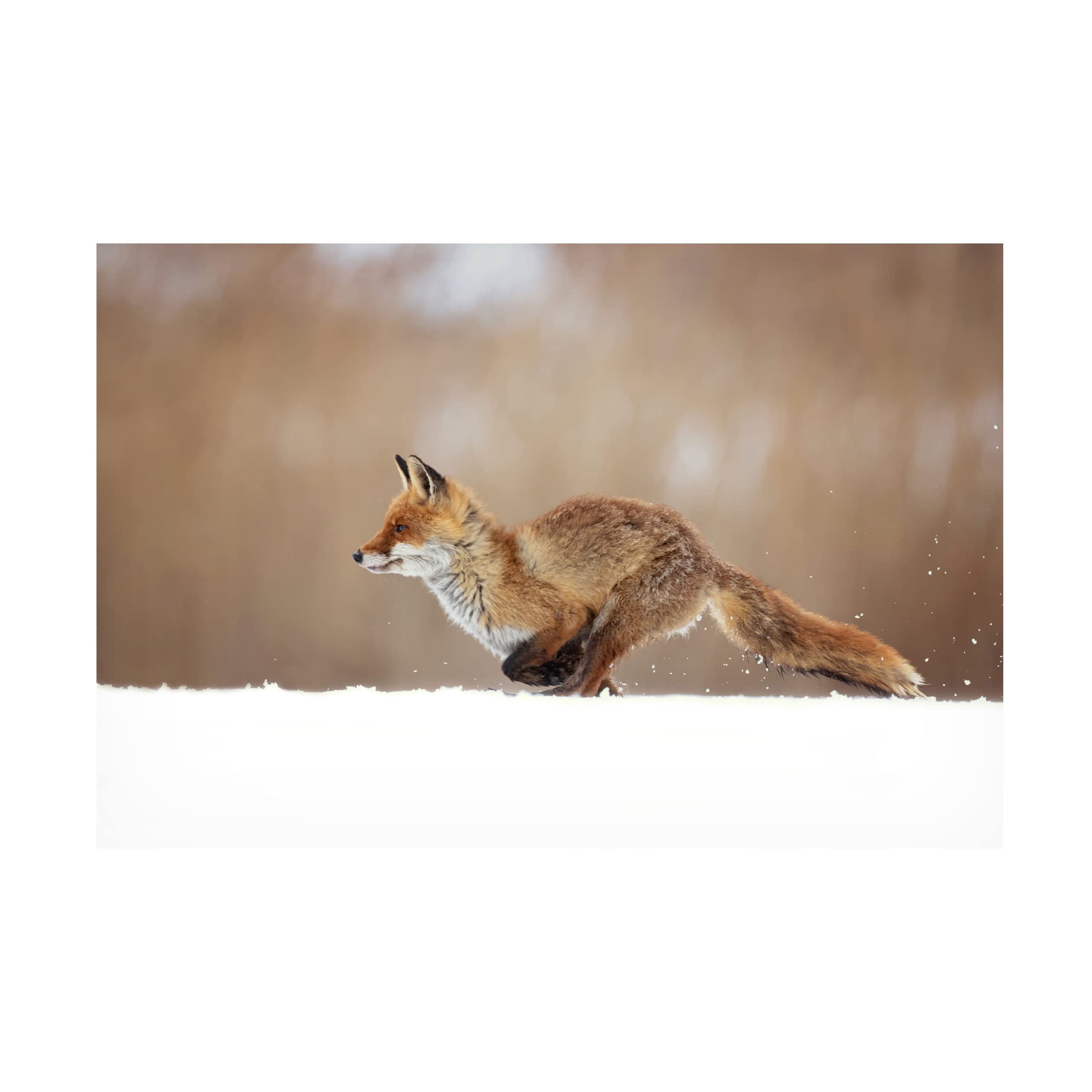 Trademark Fine Art 'Red Fox' Canvas Wall Art by Milan Zygmunt - Wildlife Home Decor for Living Room, Bedroom & Office
