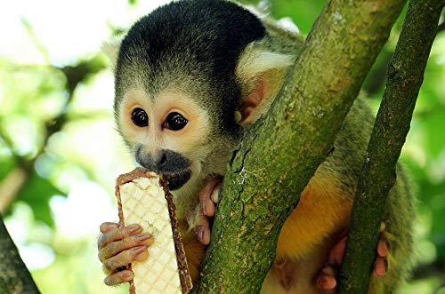 LAMINATEDmate Exotic Monkey Squirrel Poster - 20x30 Inch Vibrant Laminated Wall Art - Perfect for Home Decor, Kids Room & Office Spaces