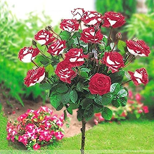 100 Pcs Rainbow Rose Seeds - Mini Rare Flower Plants for Balcony, Yard, Potted DIY Home Garden Decoration (Color: Yellow) | Perfect for Gifts, Wedding Favors & Indoor/Outdoor Planting