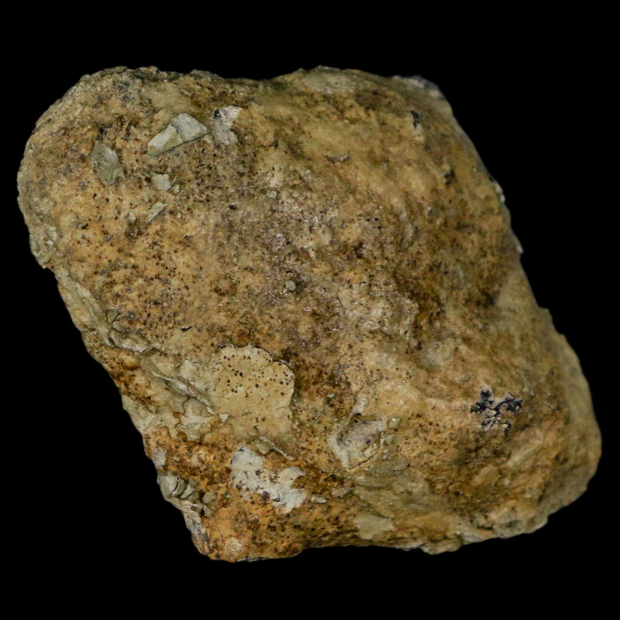 Authentic Stegosaurus Fossil Bone from Morrison Formation Wyoming - Jurassic Dinosaur Fossil with COA - Perfect for Paleontology Collectors & Dinosaur Enthusiasts