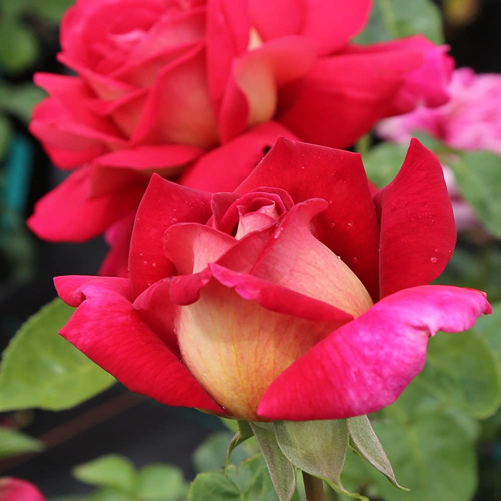 Flaming Peace Hybrid Tea Rose Bush - Live Heirloom Roses for Outdoor Planting | Perfect for Gardens, Landscaping & Gifts