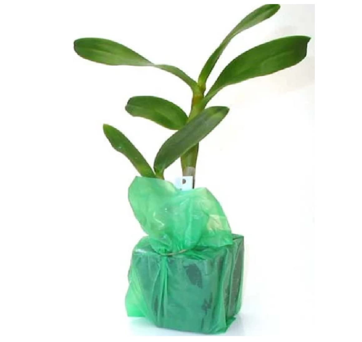 Hawaiian Dendrobium Orchid Starter Plants - 3 Pack F3 for Home Garden, Office Decor & Gift Giving