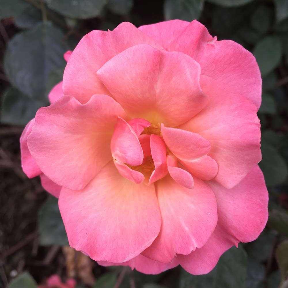 Dancing in The Wind™ Apricot Hybrid Musk Rose Bush - Heirloom Roses Live Outdoor Plant for Gardens, Landscaping & Patio Decor
