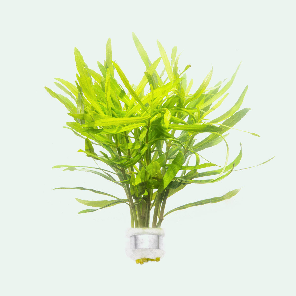 Pogostemon Eusteralis Stellata Octopus - Live Aquarium Plant for Freshwater Fish Tanks | Perfect for Aquascaping & Shrimp Habitats