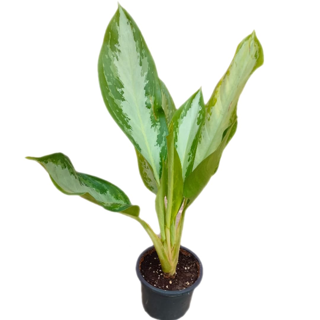 Aglaonema Silver Bay Plant - Chinese Evergreen Indoor Houseplant for Home & Office Decor | Perfect for Living Room, Bedroom, and Workspace