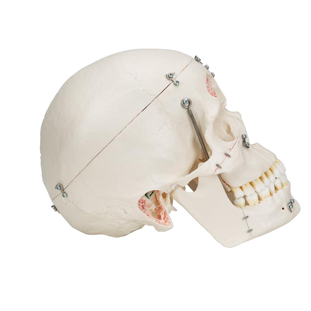 Premium 10-Part Dental Skull Model for Human Anatomy Demonstration - Ideal for Dental Students, Professionals & Medical Education