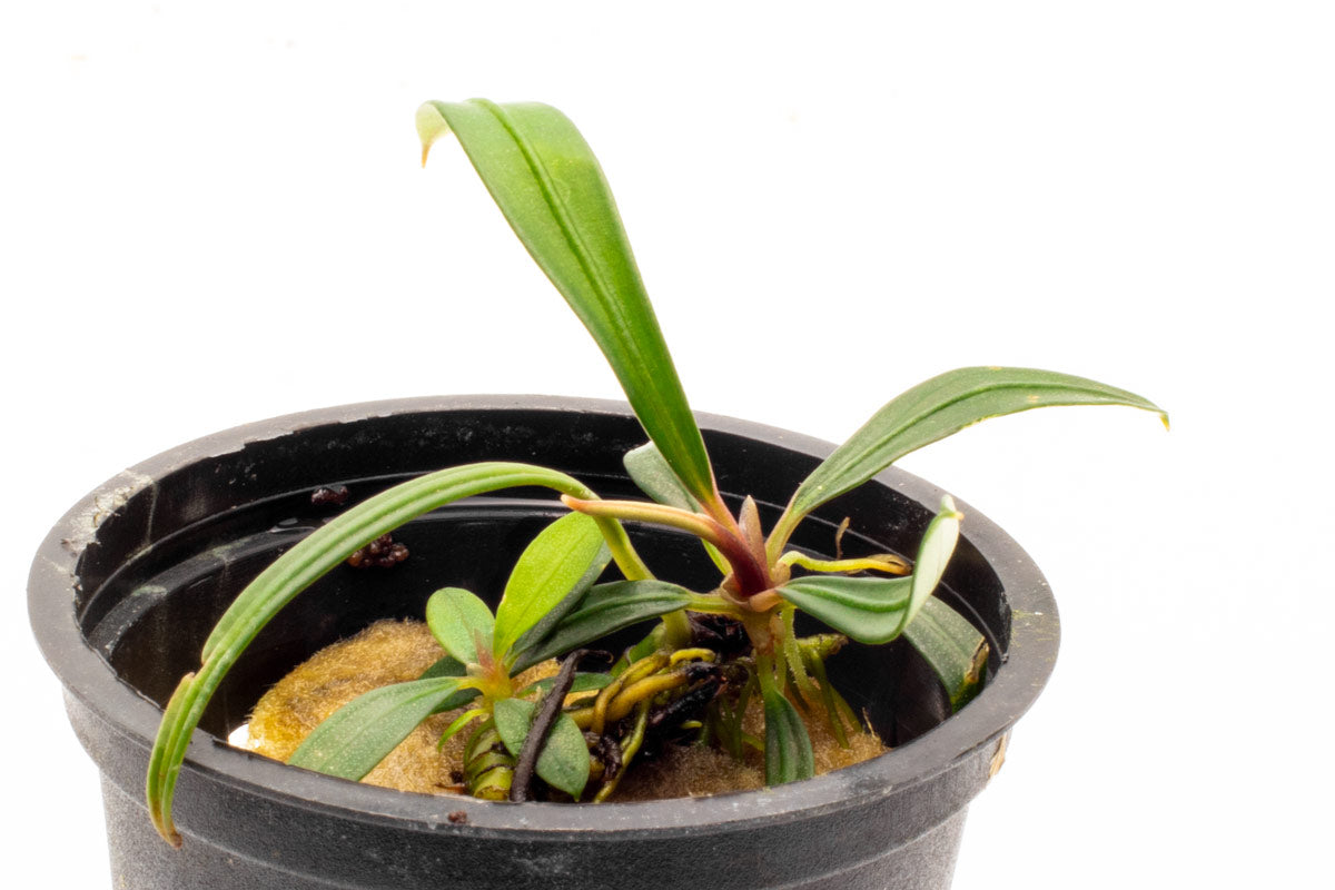 Aridarum Mini - Rare Aquatic Plant for Aquariums & Terrariums | Perfect for Nano Tanks, Paludariums & Aquatic Gardens