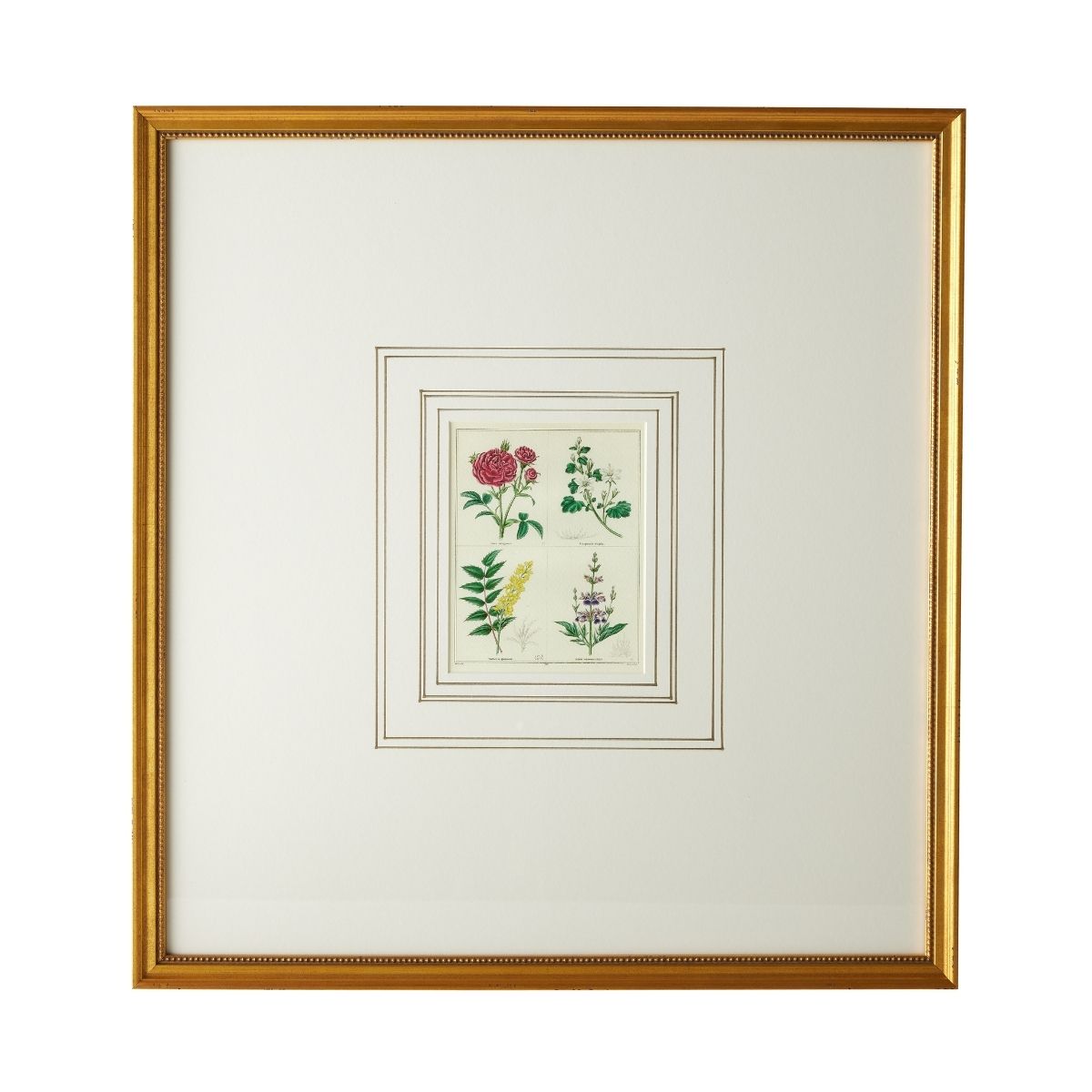 English Botanical Print IV - Vintage Floral Wall Art Decor for Living Room, Bedroom & Office - Perfect for Home, Wedding & Gift